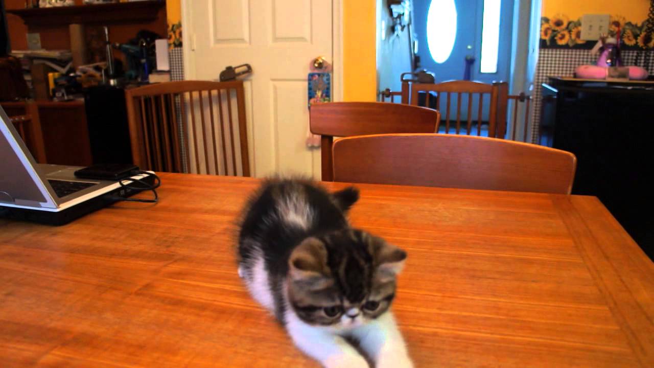 Available Brown Classic Tabby & White Female YouTube