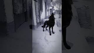 APT virson india #funny #comedy #cute #funnyanimals#wolfoo#wolfsound#wolfteam#wolfresidence#localst