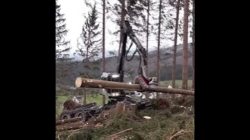 TimberPro 790 b & logmax 9550 #logger #logging #chainsaw #lumberjack #loggingvideos #treework #tree