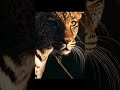 Three spots. Three different predators #Cheetah #Leopard #KnowTheDifference #BigCats #NatureFacts