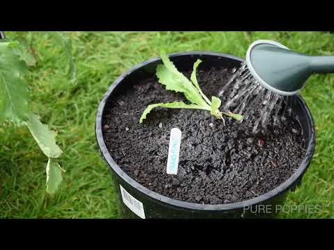 TRANSPLANTING PAPAVER SOMNIFERUM  - THE WALL-E METHOD