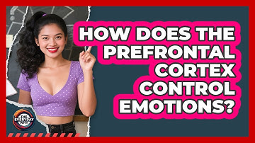 How Does The Prefrontal Cortex Control Emotions? - The Everyday Why