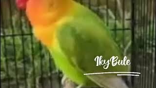Download lagu Love bird jantan konslet juara Nasional Maharaja Milik Ari Solo super mewah