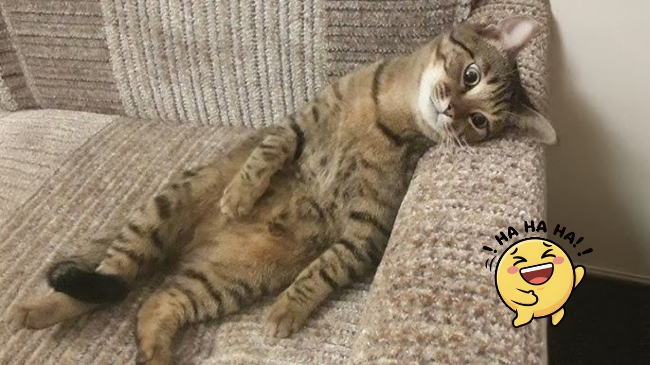 Try Not To Laugh Challenge!  | Funniest Cats & Dogs of 2026 🐾😂 | Funny Animal Videos | Part 20