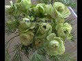 зеленые розы, а так же серые коричневые и голубые, питомник роз полины козловой rozarium.biz