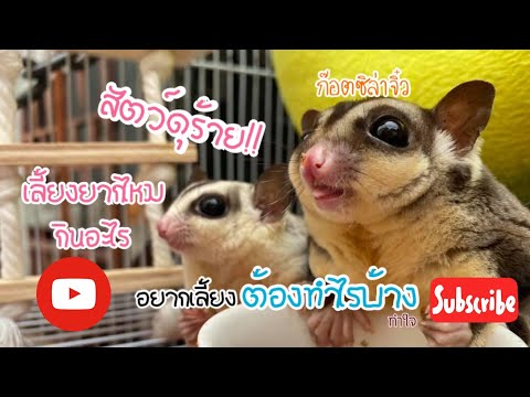 ใครกำลังตัดสินใจ!! เรามาทำความรู้จักชูก้าไกรเดอร์กัน🐿❤️