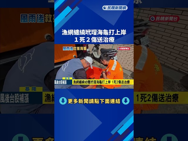 巴威過境! 漁網纏繞玳瑁海龜打上岸 1死2傷送治療－民視新聞
