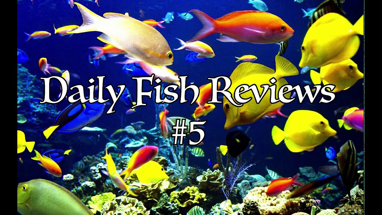 Daily Fish Reviews #5 - YouTube
