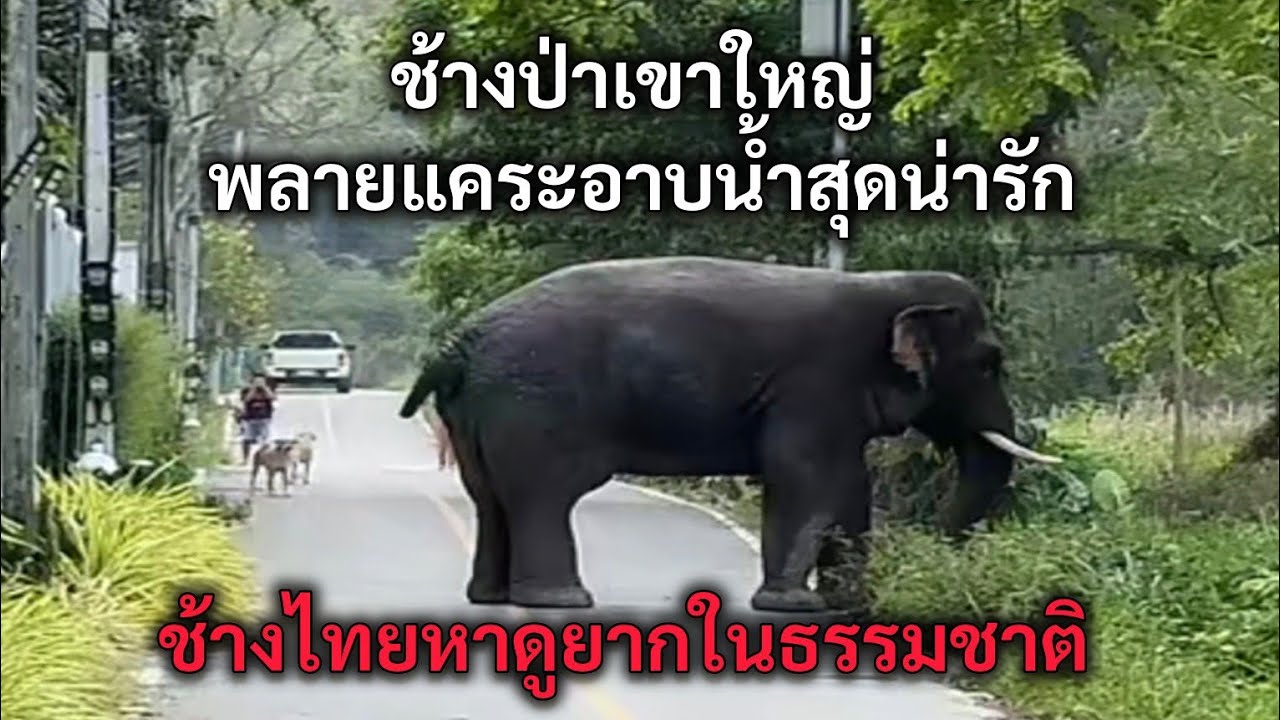 ช้างป่าเขาใหญ่ พลายแคระอาบน้ำสุดน่ารัก ช้างไทยหาดูยากในธรรมชาติ