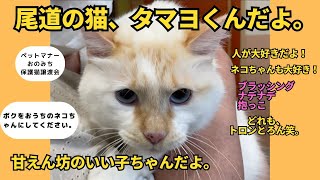 猫ミームな保護猫自己紹介尾道の猫「タマヨくん」ただいま里親募集中保護猫譲渡会で会いましょう