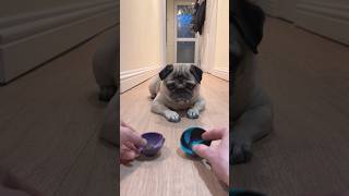 WRONG!!  Are Dogs Smart? #pug #furbaby #dog