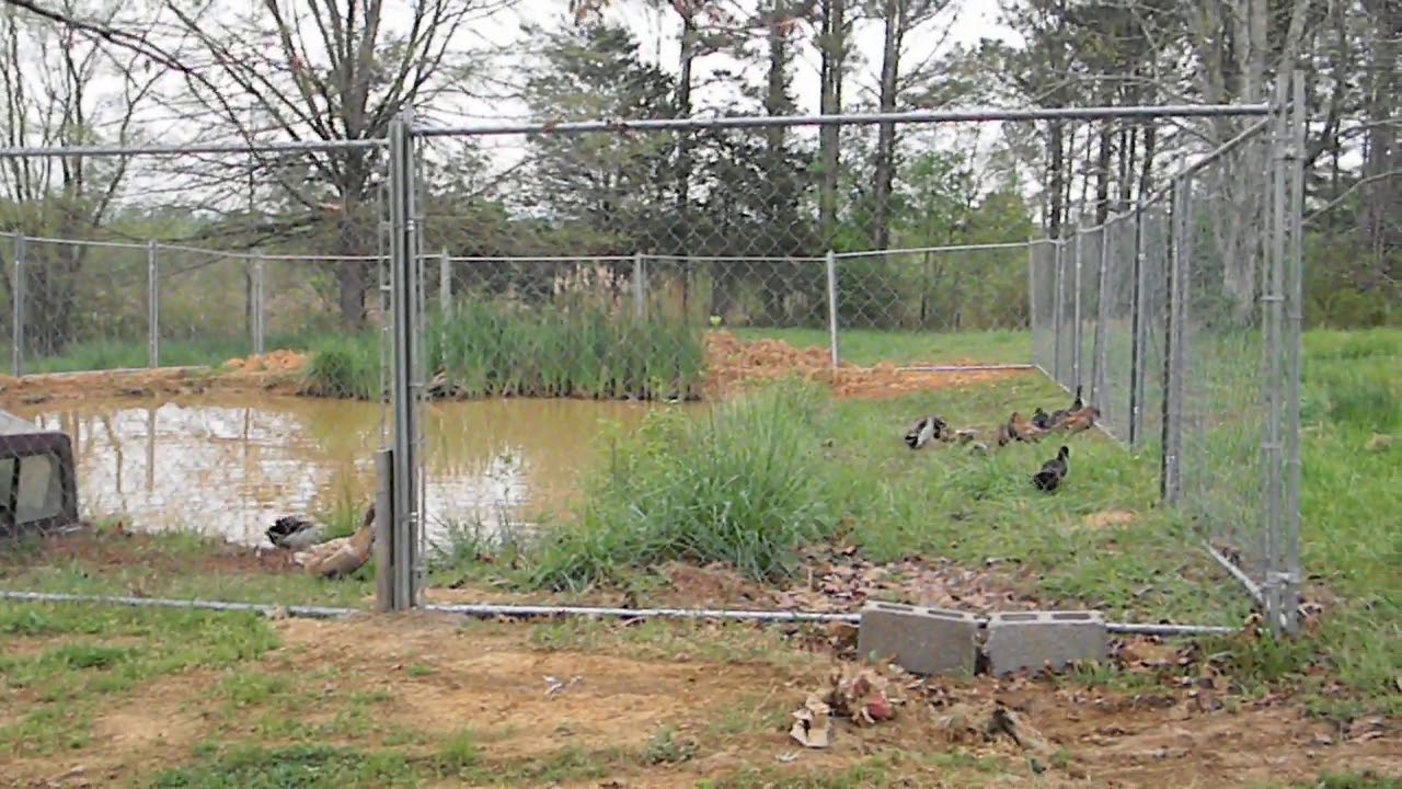 2nd video of letting ducks loose