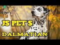 Top quality dalmatian puppys available shihtzupuppy goldenretriever rotteweiler dog jspets