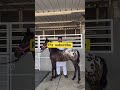 Horse Care for me #Horse rescue #entertainment #animals #nature #animalcare #rescue #pet