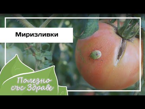 Видео: Вонящи буболечки (19 снимки): зелени дървесни вонящи буболечки, градина и гора, в апартамента, на малини и в къщата. Какво ядат и как изглеждат?