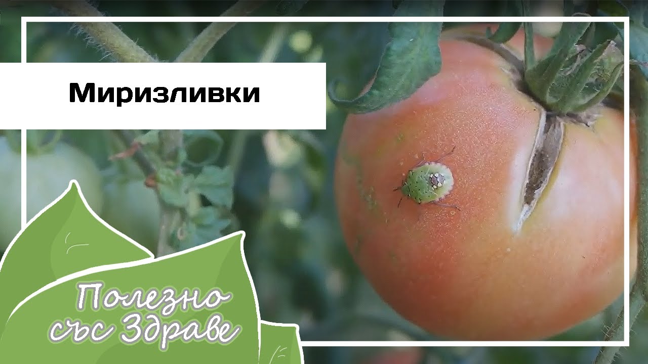 Жуки в саду