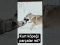 Will a wolfdog tear it apart? #dog #şahin #kaplan #atmaca #keşfet #wolf #atmaca #köpek #kurt #aslan