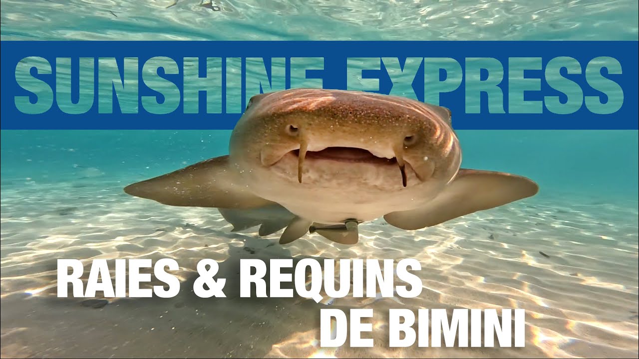 Sunshine Express S2 EP04 - Raies & Requins de Bimini