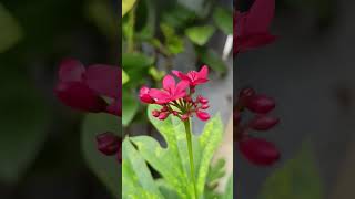 Jatropha plant❤✨shortvideo shortsfeed ytshorts youtubeshorts nature gardening heeriye music