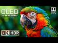 Beautiful 8K HDR Dolby Vision OLED Test Demo | Ultra Smooth 240FPS for 4K &amp; 8K TVs