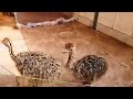 پرورش شتر مرغ در منزل 1  Ostrich breeding in home