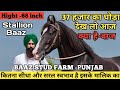 68इंच हाइट वाला शानदार का बच्चा बाज (37 हजार का घोड़ा ) - Baaz Stud Fram Khanna (Punjab)