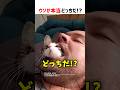 嘘か本当どっちかな!? part108 #shorts #クイズ #ショート #猫 #かわいい #cat #funny