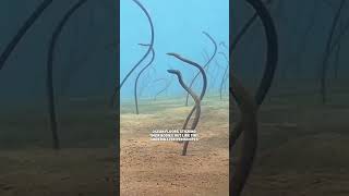 This fish spends most of its life buried! 😳 #GardenEel #OceanLife #wildlife