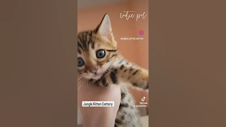 Watch the video about Cutie ❤️#intags #junglekitten #junglekittencattery #bengalkittenottawa #catsofinstgram #bengal #cat
