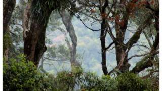 Photography By Sally-ann Green Mountain Lamington National Park Queensland Photography By Sally-ann Green Mountain Lamington National Park Queensland
