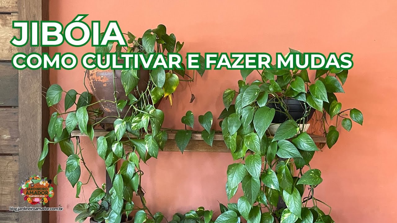 Jibóia | Como Cultivar Corretamente e Como Fazer Mudas