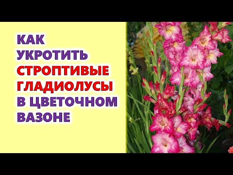 Video: Гладиоли гүлдөбөйт: себептери. Эмнеге жебени коё беришпейт жана биринчи жылы гүлдөөгө убактысы болбогондо эмне кылуу керек?