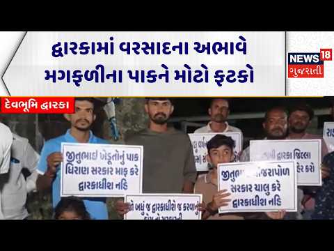 Dwarka Farmers Lose News | દ્વારકામાં વરસાદના અભાવે મગફળીના પાકને મોટો ફટકો | Gujarat Rain | Crops