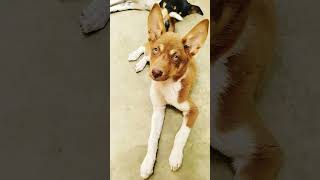 #reels #funny #dogvideos #shortvideo