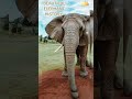 #elephant #elephants #trending #trend #trendingshorts #viral #viralvideo #viralnews #africa #global