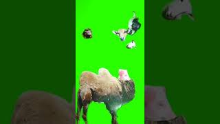 Puzzle Game Camel Animal