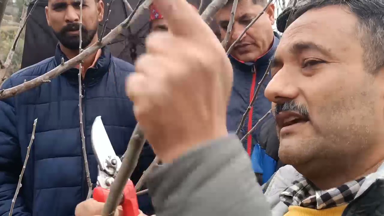 training and pruning basic information || Apple farming