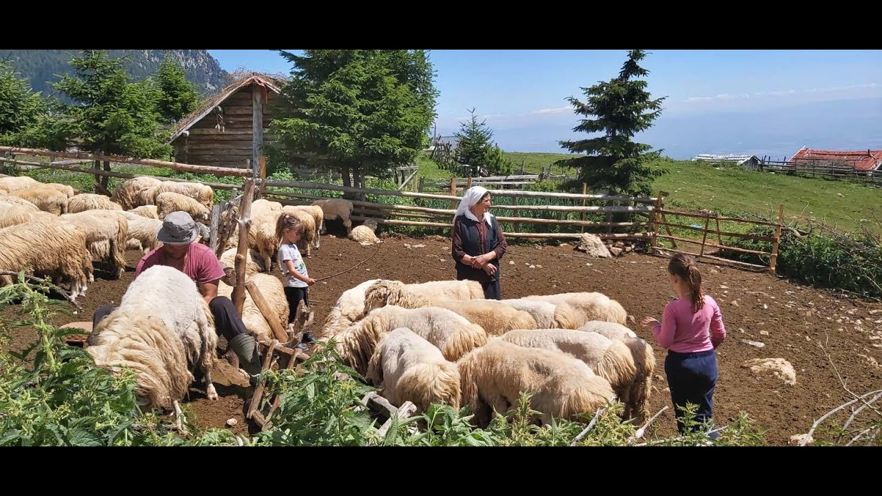 BJESHKA E STRELLCIT 1 - Reportazhi