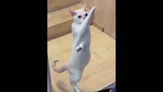 🤣Funny Animals🤣🤣🤣🤣🤣Video🐶 part-33 #funnyanimals  #funnyvideo   #funnydogs
