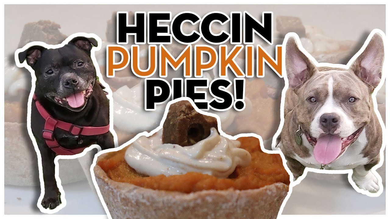 Easy Homemade Pumpkin Pie Treats For Dogs | American Bully & Staffordshire Bull Terrier Thanksgiving