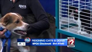 Adopt-A-Pet: October 19, 2014
