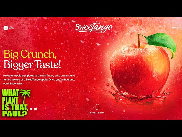 Stemilt Artisan Organics SweeTango Apples Reviews