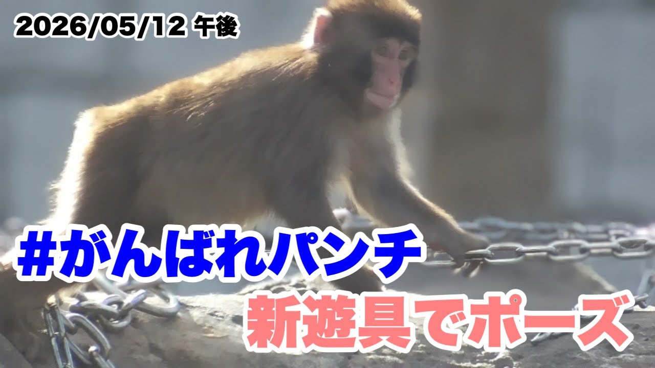 5/12 午後 パンチくん、新しい遊具でポーズ（Punch-kun poses on the