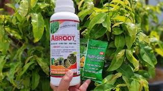 ABROOT bung tàn mập thân. Siêu dinh dưỡng cho cây mai vàng, dưỡng rễ mai vàng 0902074660