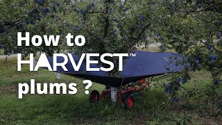 Plum Harvesting Made Easy with HARVEST Fruit Collector
