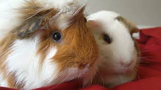 Mama Kona Loves Rooty Booty They Are So Cute