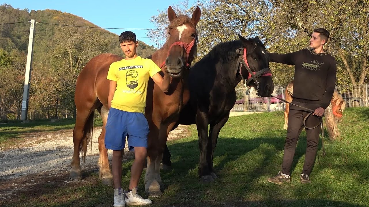 caii-lui-ionut-de-la-vima-mare-maramures-2024-nou-youtube