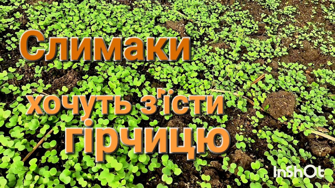 Слимаки з'їдають гірчицю| Гірчиця як сидерат| Що посіяти після картоплі?