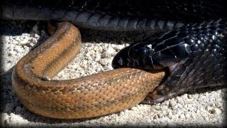 Indigo Snake Eats Rat Snake 02   Time Lapse Profile
