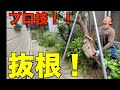 【抜根】庭師が道具を使って効率よくプロの技をお見せします！ゴミを捌く道具の対決もあるよん！